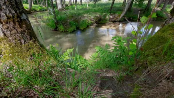 Flusso Forestale Acqua Uno Stretto Fiume Scorre Tra Rive Ricoperte — Video Stock