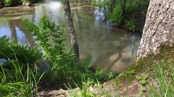 森の流れだ 狭い川の水が植生と共に川の間を流れている ストックビデオ — ストック動画