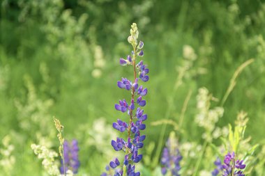 Lupin. Arka planı bulanık ve bokeh elementleri olan bir çiçeğin yakın çekimi. Stok fotoğrafı.