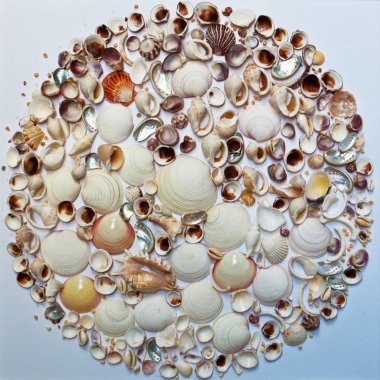 deniz kabuklarını arka planı 