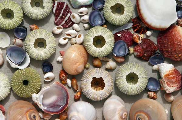 Seashells and  sea urchins texture