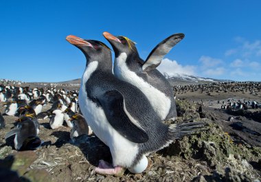 Pair of macaroni penguins clipart