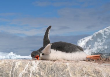 Gentoo penguin chick clipart