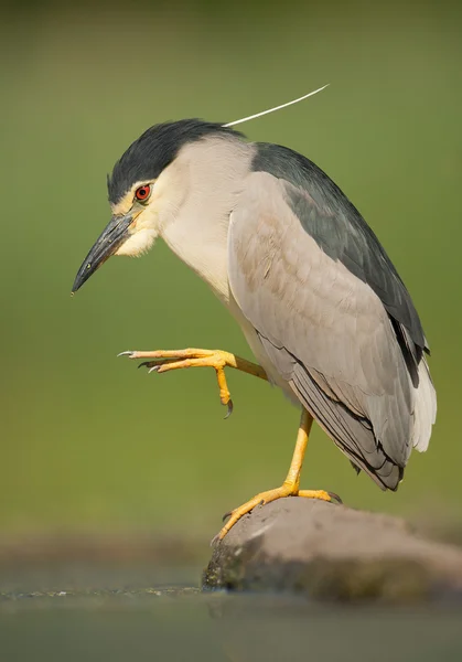 Black crowned heron — Stock Photo, Image