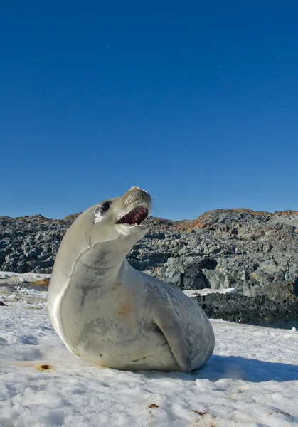 Foca mangiatrice di granchi sulla spiaggia — Foto Stock