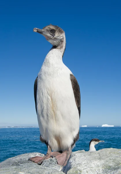 Joven imperial shag —  Fotos de Stock