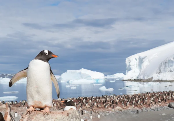 Gentoo пінгвін стоїть на камені — стокове фото