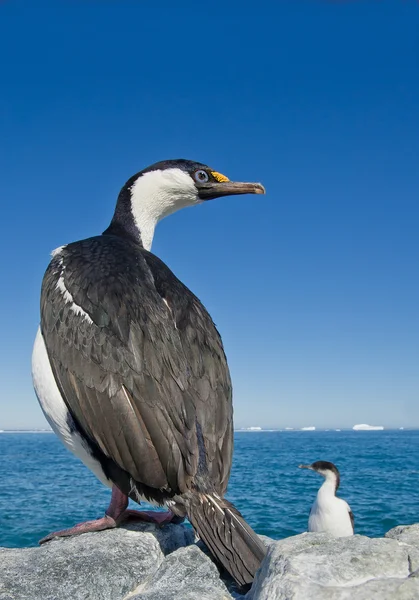 Adult imperial shag — Stock Photo, Image