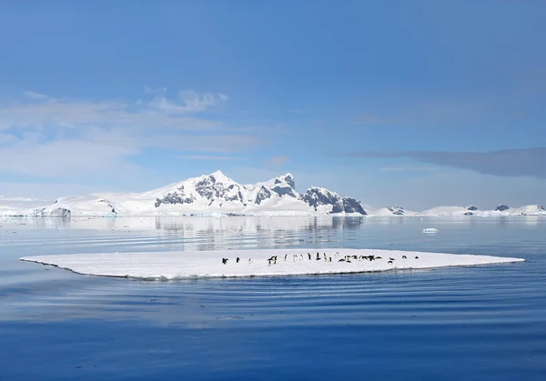 Grupo de pingüinos Adelie en el hielo flotante — Foto de Stock