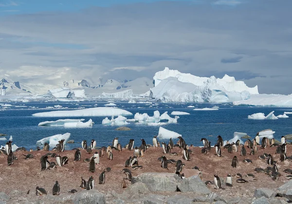 Grande colônia de pinguins gentoo Fotografia De Stock