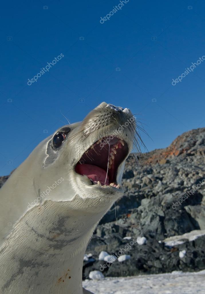 Crab eater seal on the beach Stock Photo by ©mzphoto 103253866