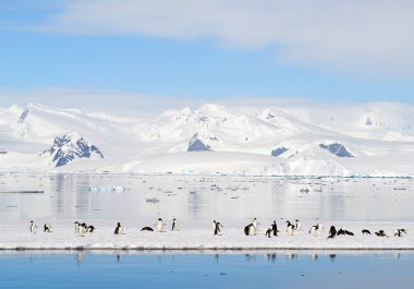 Adelie penguenleri yüzen buz üzerinde grup