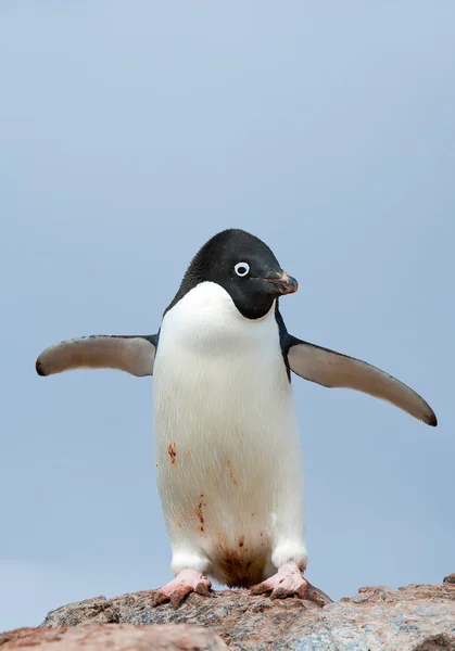 Adelie penguin stojící na skále — Stock fotografie