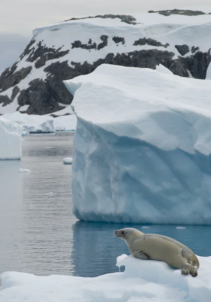 Krab eter zeehond op pakijs rusten — Stockfoto