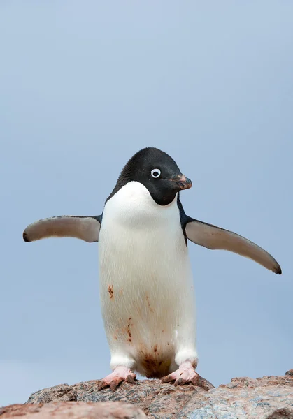 Adelie penguin standing on the rock Stock Photo