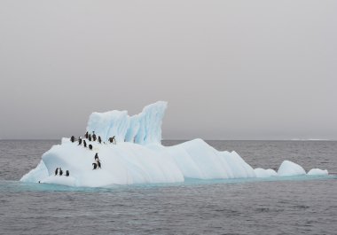 Grup gentoo penguenleri üzerinde yüzen buzdağı