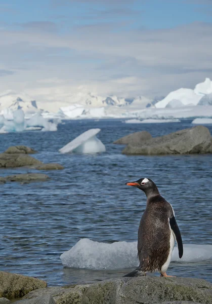 Gentoo penguin, standing on the stone — Stock Photo, Image