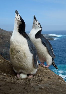 Chinstrap penguenler çifti