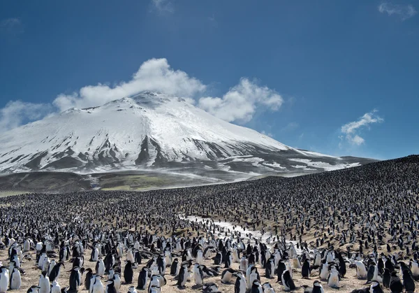 Enorm koloni av pingviner — Stockfoto