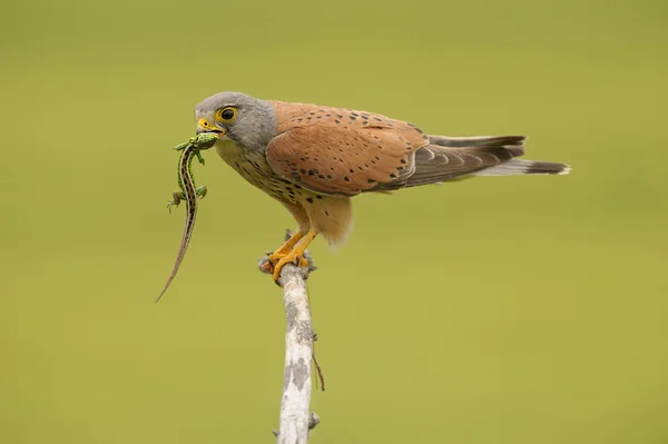 Common kestrel with lizard — Stock Photo, Image