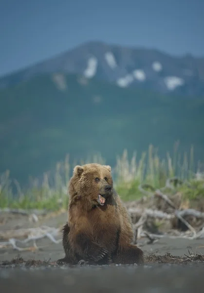 Oso pardo sentado en la playa — Foto de Stock