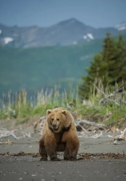 Grizzly bear standing on the beach — Stock Photo, Image