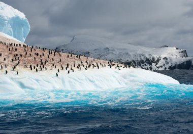 Colony of penguins on iceberg clipart