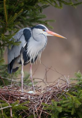 Grey heron standing in the nest clipart