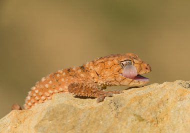 Pürüz lüzmit kuyruklu kertenkele