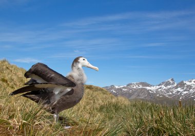 Genç gezinen Albatros görüntüleme