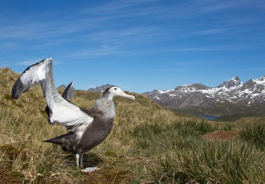 Genç gezinen Albatros görüntüleme
