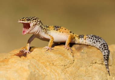 Leopard gecko on the rock clipart