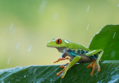 Red eye tree frog on the leaves clipart