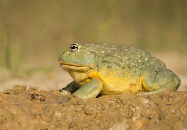 African bullfrog in the mud clipart