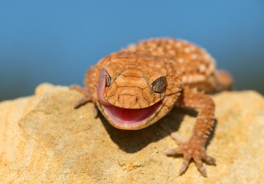 Kaba topuzu kuyruklu gecko sarı kayada oturan
