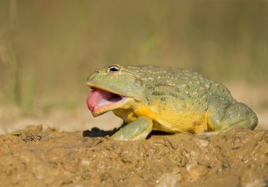 African bullfrog in the mud with open mouth clipart
