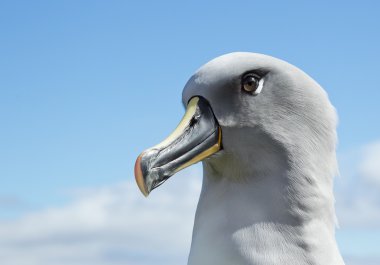 Gri başlı Albatros portre
