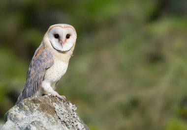 Barn owl sitting on the rock clipart