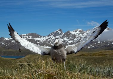 Genç gezinen Albatros görüntüleme