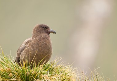 Otların arasında oturan kahverengi korsan martı