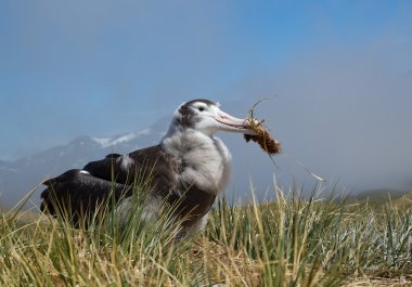 Genç gezinen Albatros çim ile oynamak