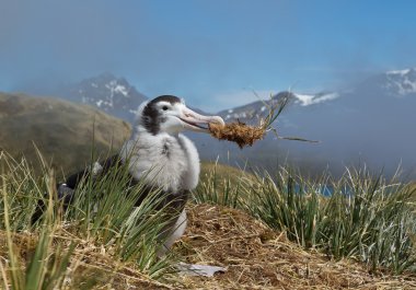 Genç gezinen Albatros çim ile oynamak
