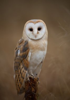 Peçeli baykuş levrek oturan