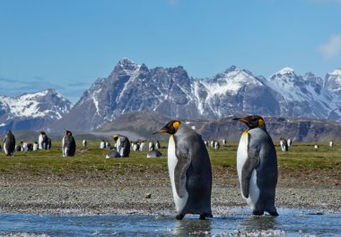 Kral çifti yürüyen penguenler