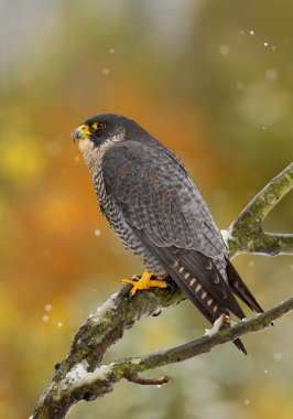 Peregrine falcon ağaca karlı günde tıraşlama