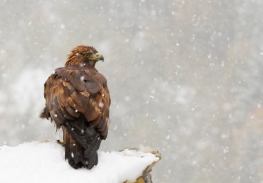 Kayanın üzerinde tıraşlama Kaya kartalı
