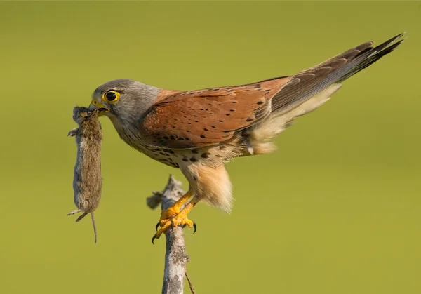 Gemeenschappelijke Torenvalk met muis — Stockfoto