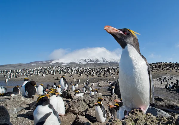 Pinguim macarrão em pé sobre a rocha — Fotografia de Stock