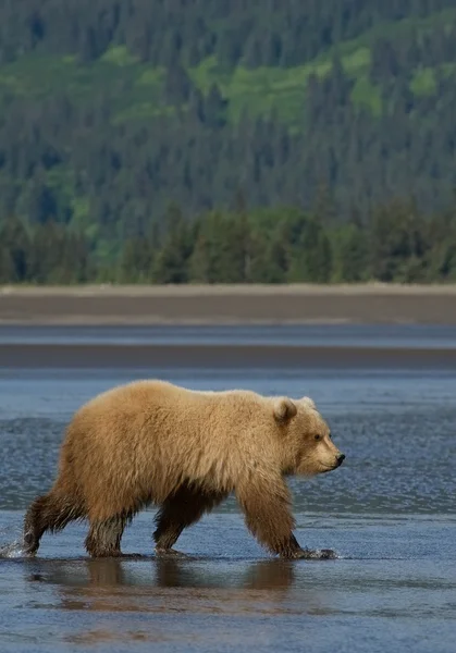 Grizzlybjörn promenader — Stockfoto