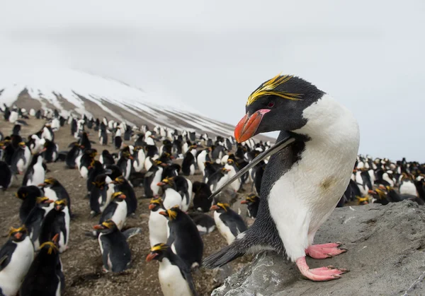 Пингвин макарон, стоящий на скале — стоковое фото